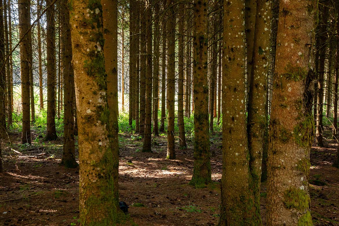 Site volcanique en Auvergne-Rhône-Alpes