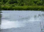 IMG_7534